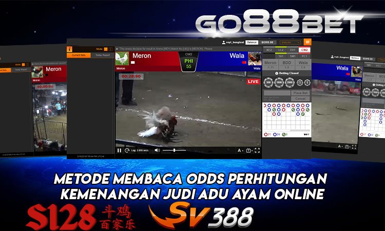 Metode Membaca Odds Perhitungan Kemenangan Judi Adu Ayam Online